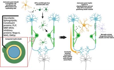 Central nervous system demyelinating diseases: glial cells at the hub of pathology